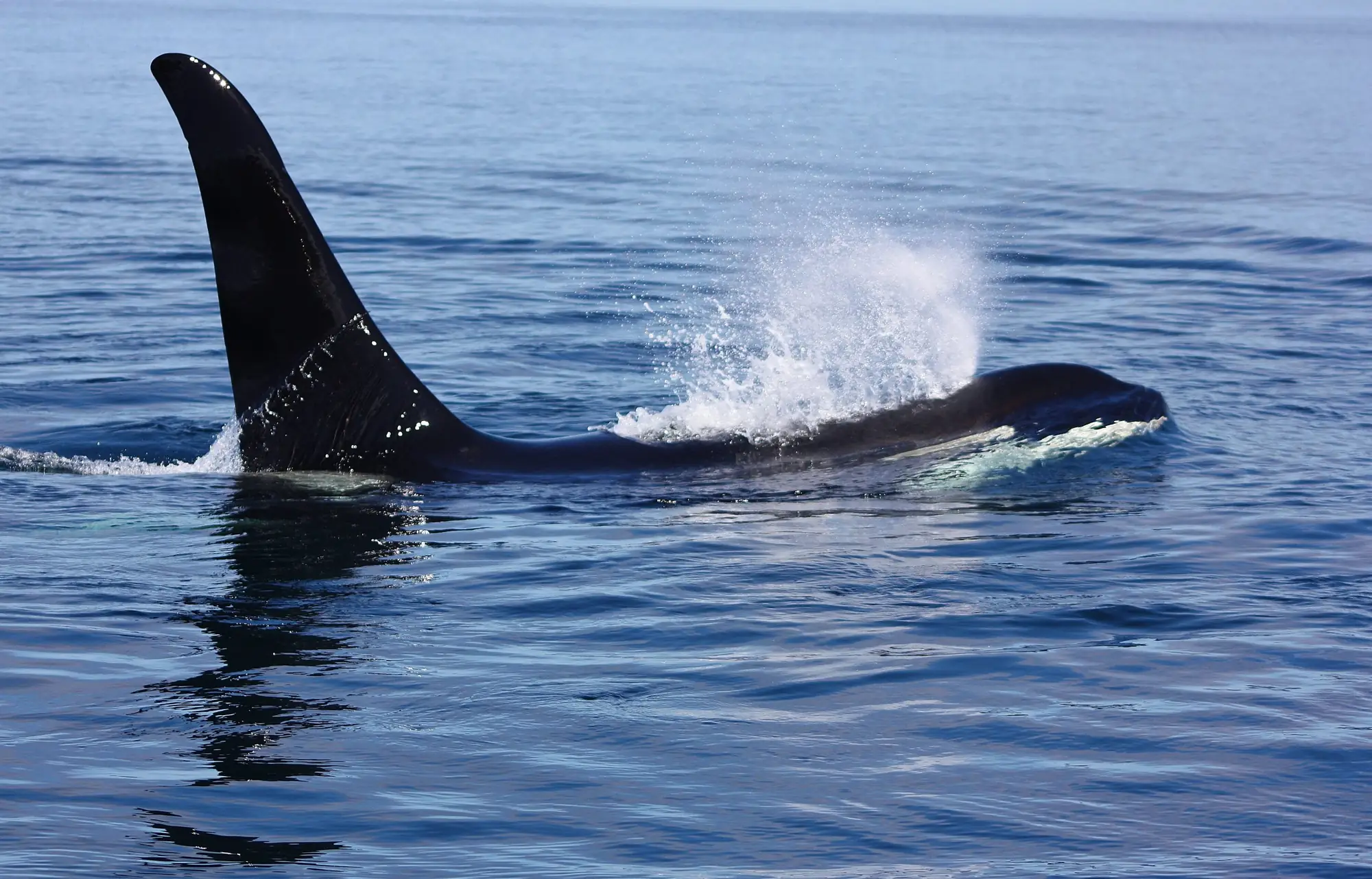 A killer whale surfaces in a burst of spray on the steel-blue water off Northern Vancouver Island.