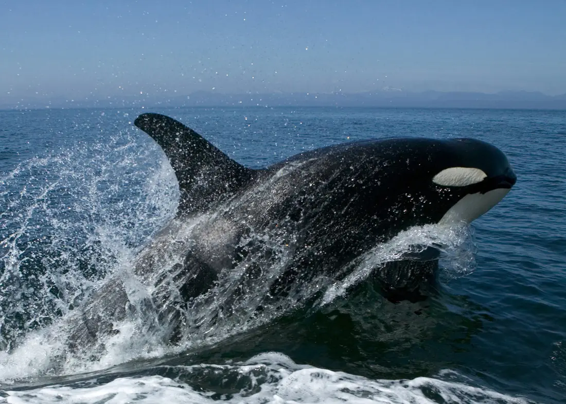 A killer whale charges forward through a burst of white spray, eye patch visible.