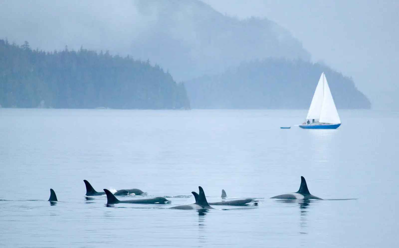 A pod of killer whales travels through misty water, a small sailboat in the distance.