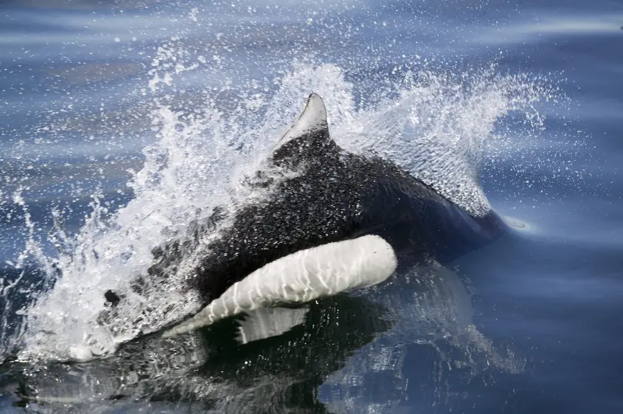 A Dall’s porpoise bursts through the surface in a spray of water.