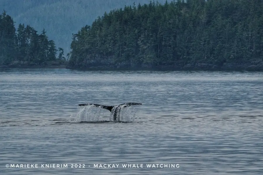 A humpback whale raises its fluke before diving, forested shoreline behind.
