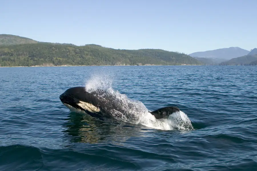 A killer whale surfaces with a tall blow hanging in the air.