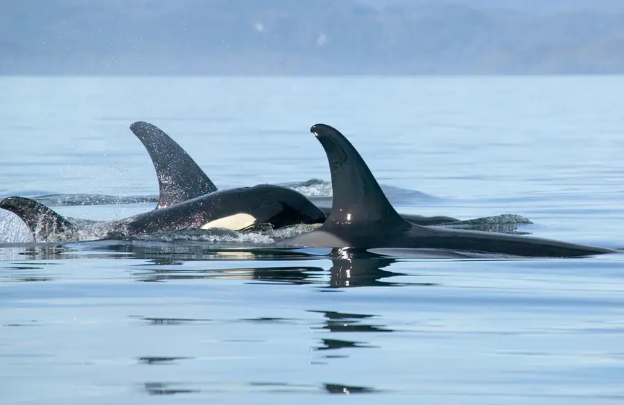 A pair of killer whales travel together, mountains of the mainland coast behind them.
