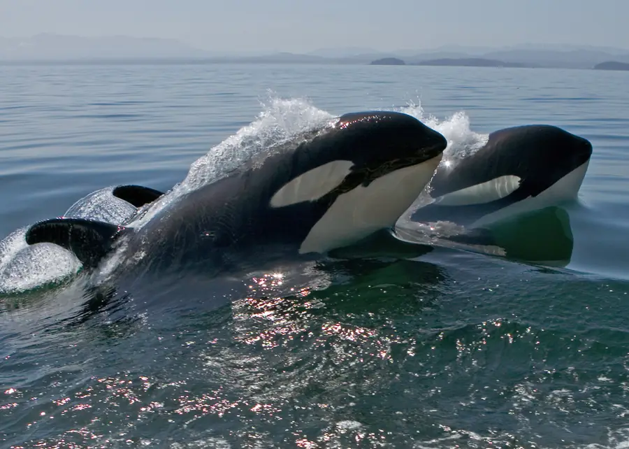Two killer whales surface side by side in green-grey water, dorsal fins high.