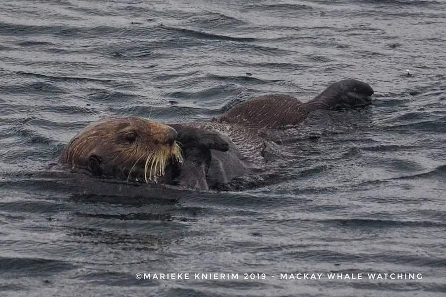 A raft of sea otters floats together at the surface.