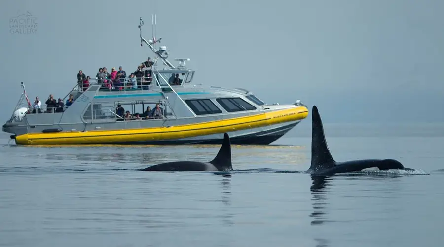 Killer whales surface alongside the Naiad Explorer while passengers watch from the deck.